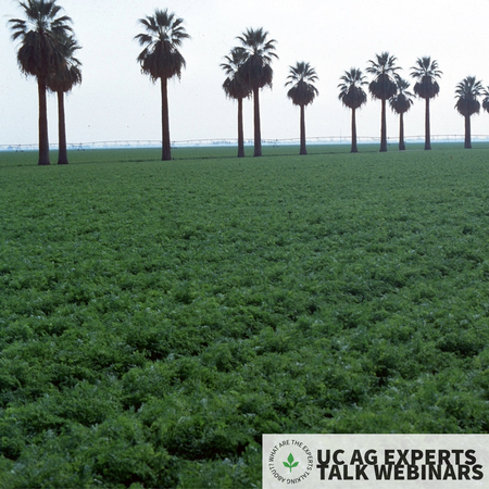 A large field of young, healthy-looking carrot plants with palm trees in the background. Credit: R. Michael Davis.