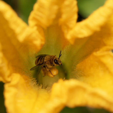 A bee sits in the middle of a squash flower looking mighty cute! Credit: Krystle Hickman, UC IPM