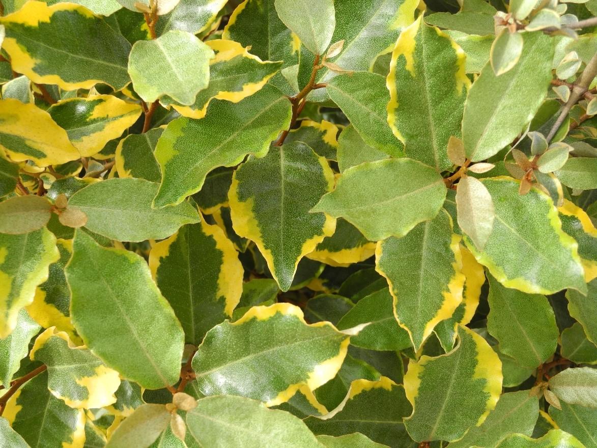 Elaeagnus x ebbingei ‘Olive Martini’™ in Sept 2019 showing new foliage without edge variegation characteristic of this cultivar. Photo: SK Reid.