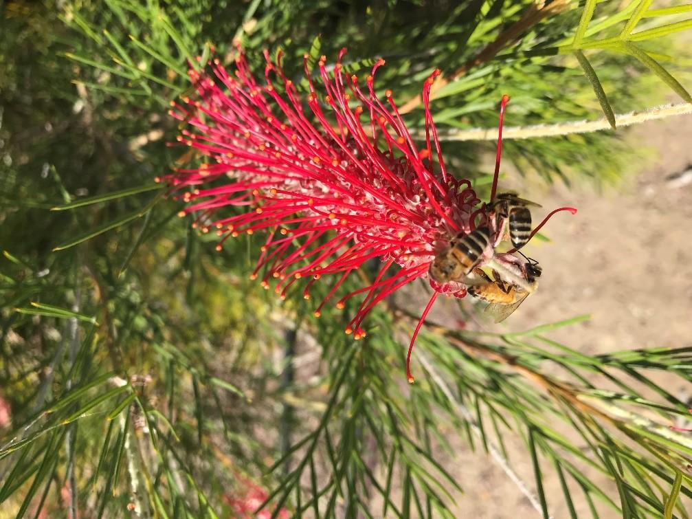 Grevillea ‘Kings Celebration’ at South Coast REC in 2019 showing the vivid blooms which were bee magnets almost year-round. Photo: JA Sisneroz.