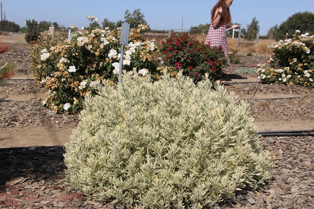 Lavandula ‘Meerlo’ in Sept. 2019 in Davis. Performance on all treatments was excellent at both sites. Photo: SK Reid.