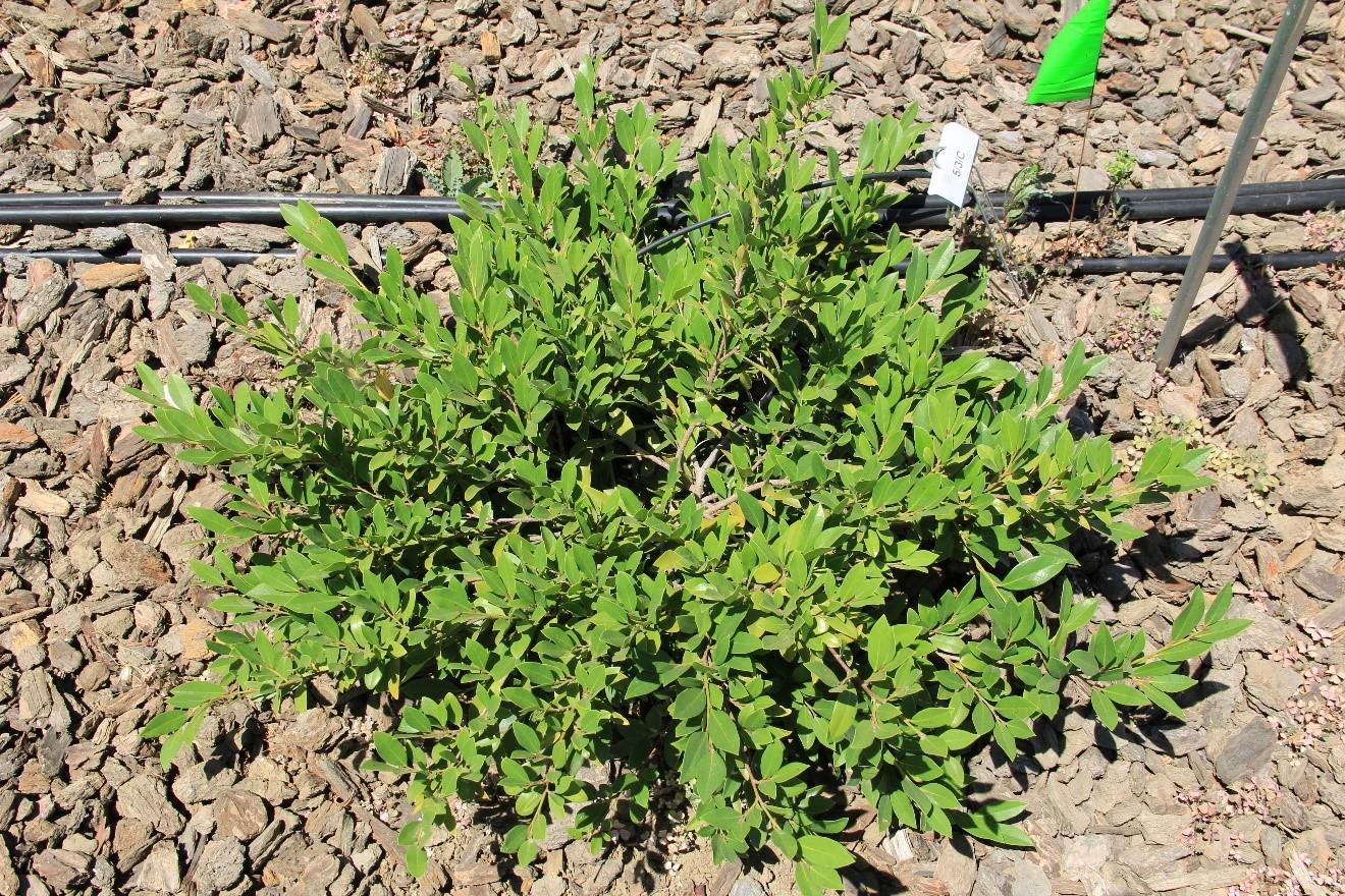 Distylium ‘Vintage Jade’ on low water under 50% shade in Davis in July 2019. Photo: SK Reid.