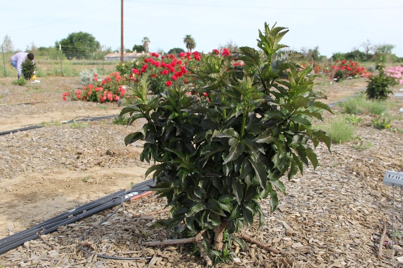 Emerging foliage of Sambucus ‘Black Tower’ in April 2016 after March pruning. Photo: SK Reid.