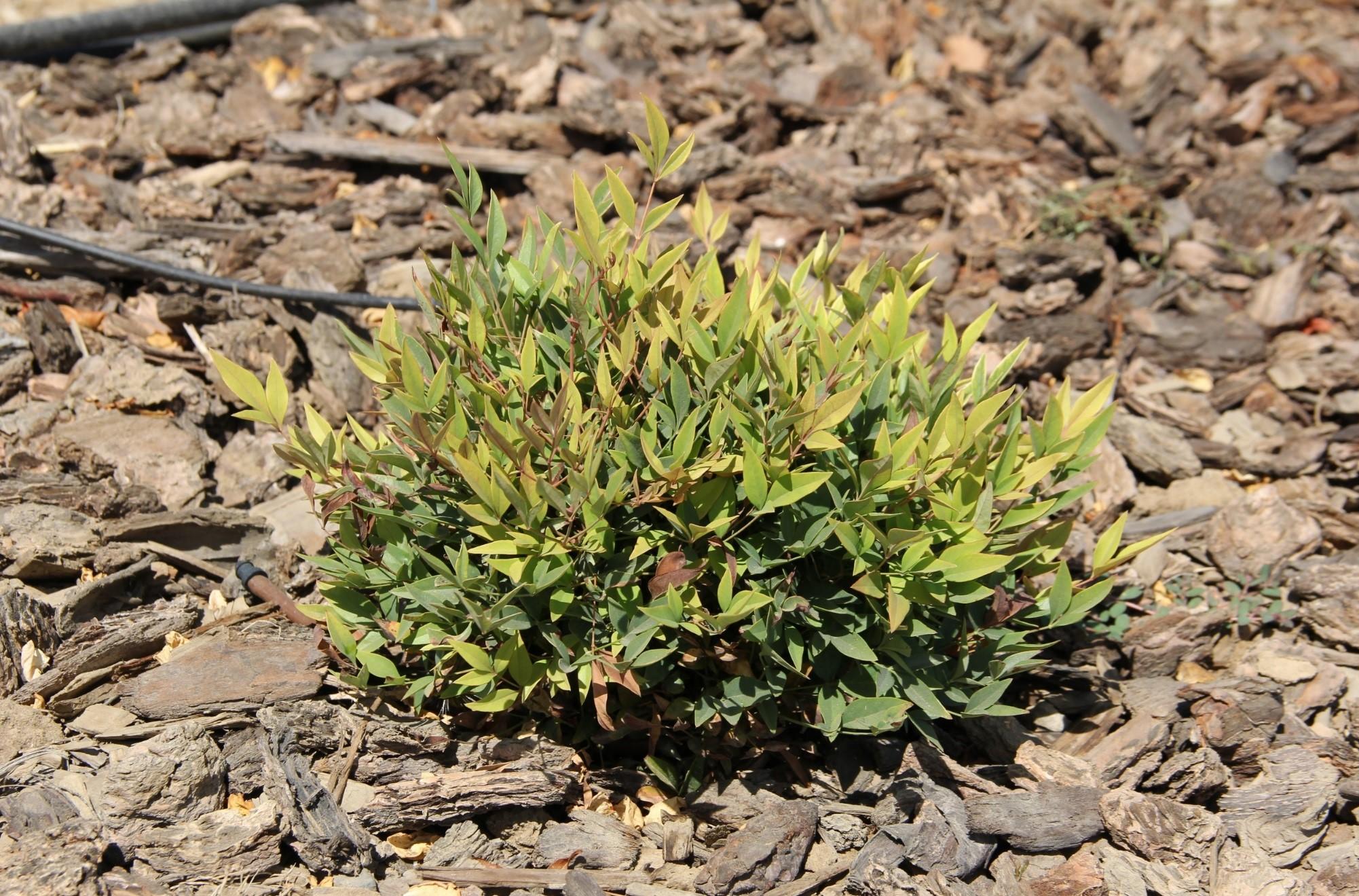 Nandina domestica 'Sunset Boulevard' on 80% of ETo in September 2018. Photo: SK Reid.