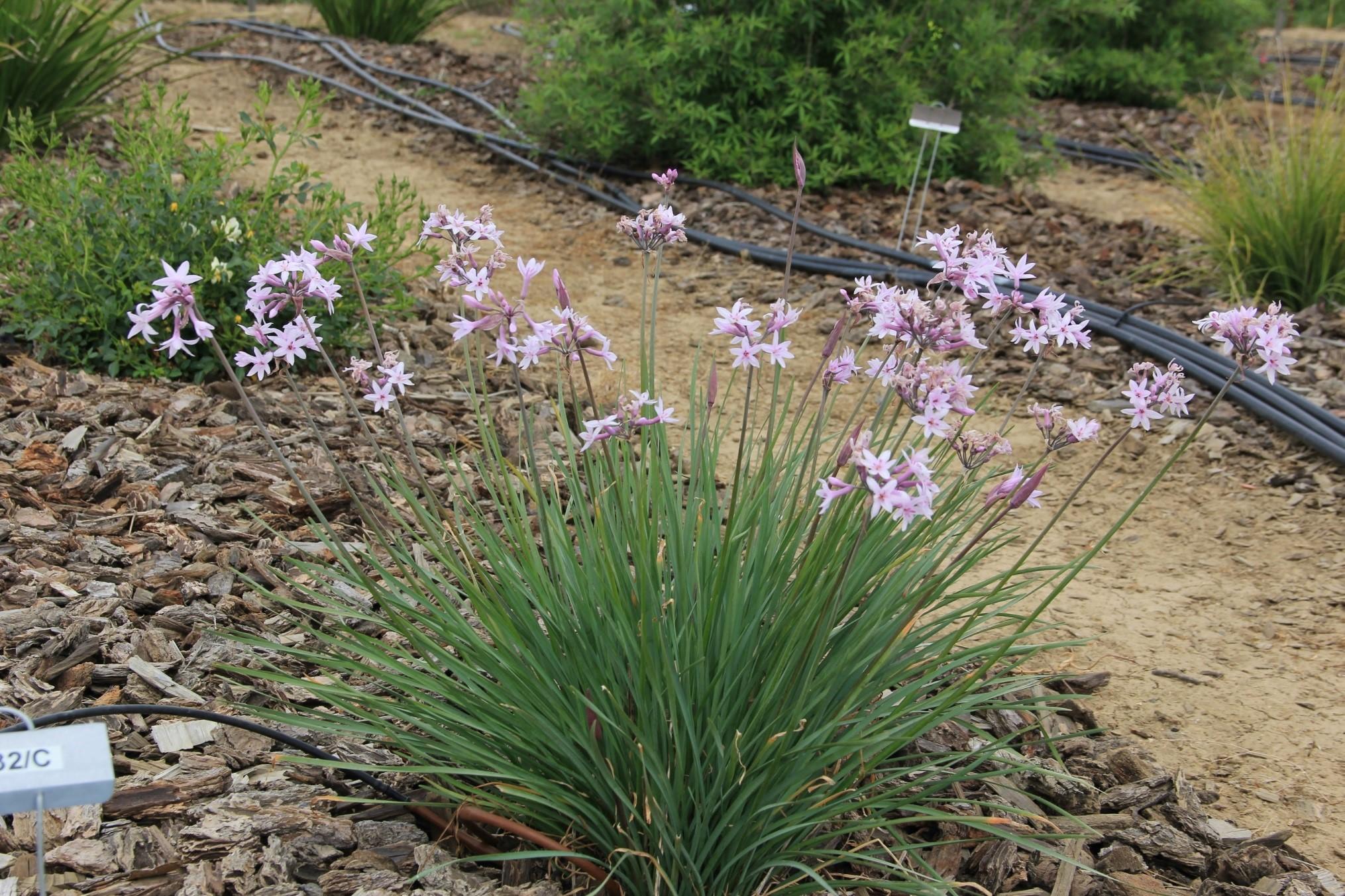 ashanti society garlic - uc landscape plant irrigation trials™