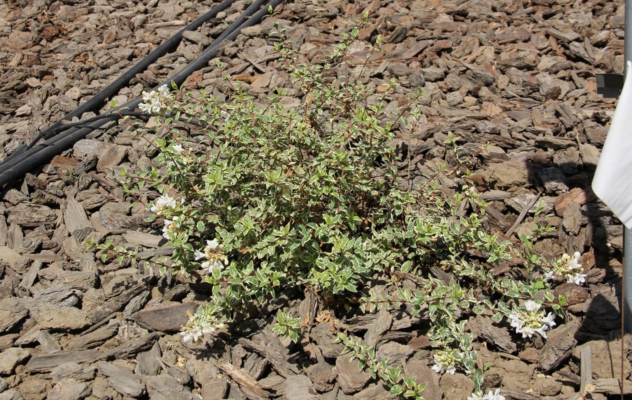 Abelia grandiflora ‘Wevol’ Bella Donna on 80% of ETo in September 2018. Photo: SK Reid.