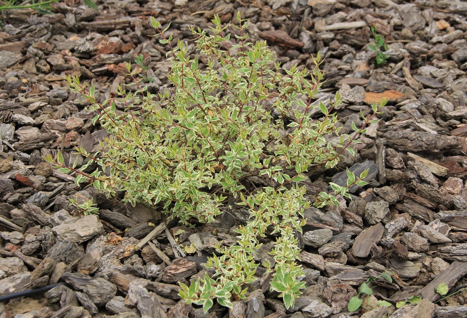 Abelia grandiflora ‘Wevol’ Bella Donna in April 2018 before treatments began. Photo: SK Reid.