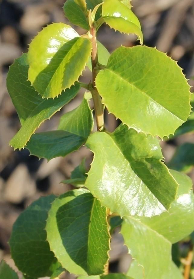 Prunus ilicifolia with differing leaf morphology –photos roughly to scale. Photo: SK Reid.