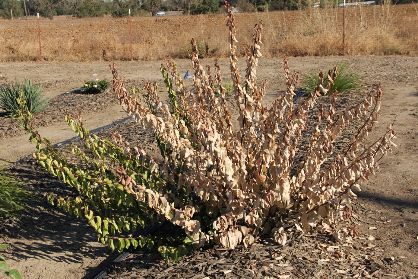 Rhus ovata on 20% ET0 dying suddenly in September 2015. Photo: SK Reid.