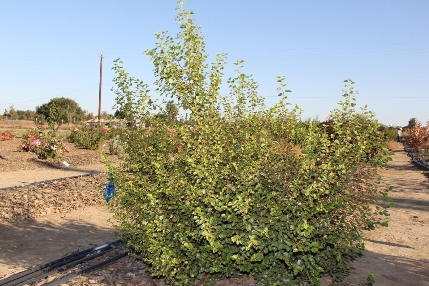 Rhus ovata in September 2015 on 40% of ET0  treatment. Photo: SK Reid.