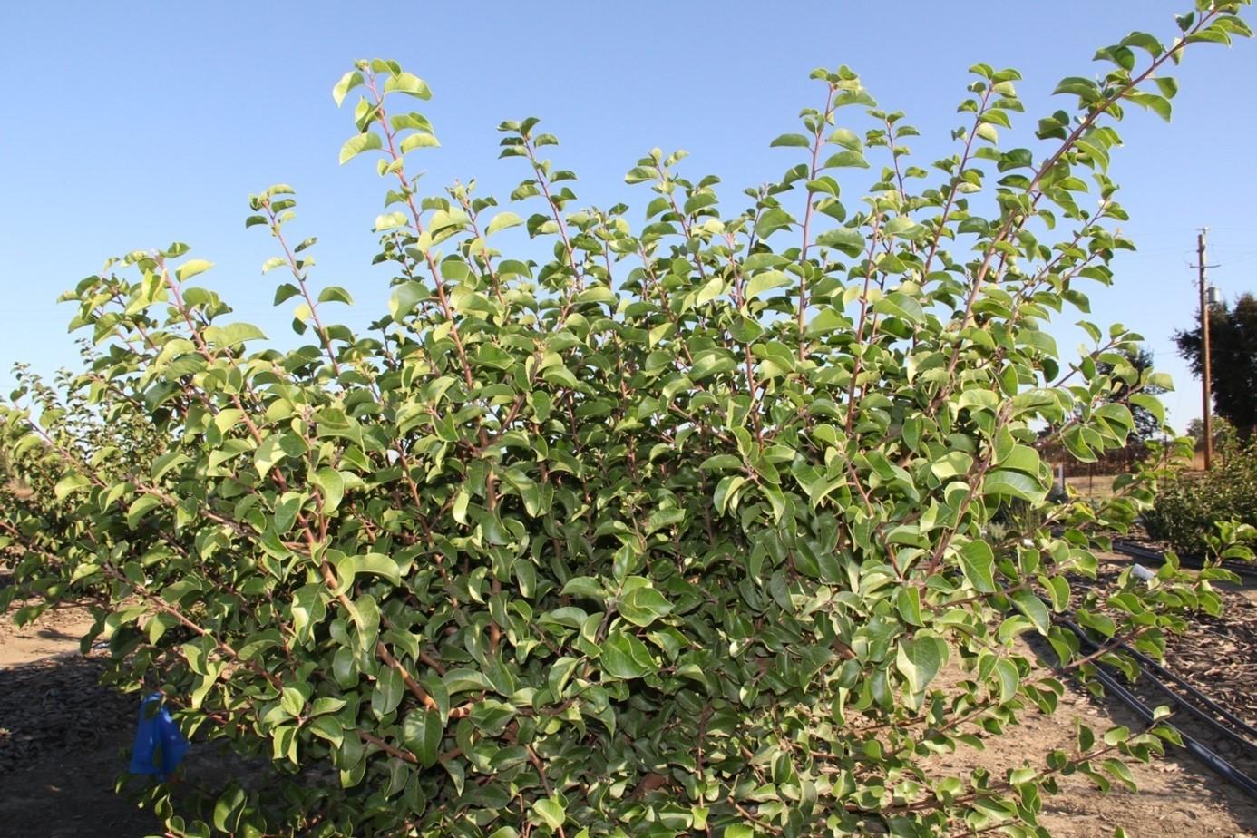 Rhus ovata in September 2015 on 20% of ET0. Photo: SK Reid.