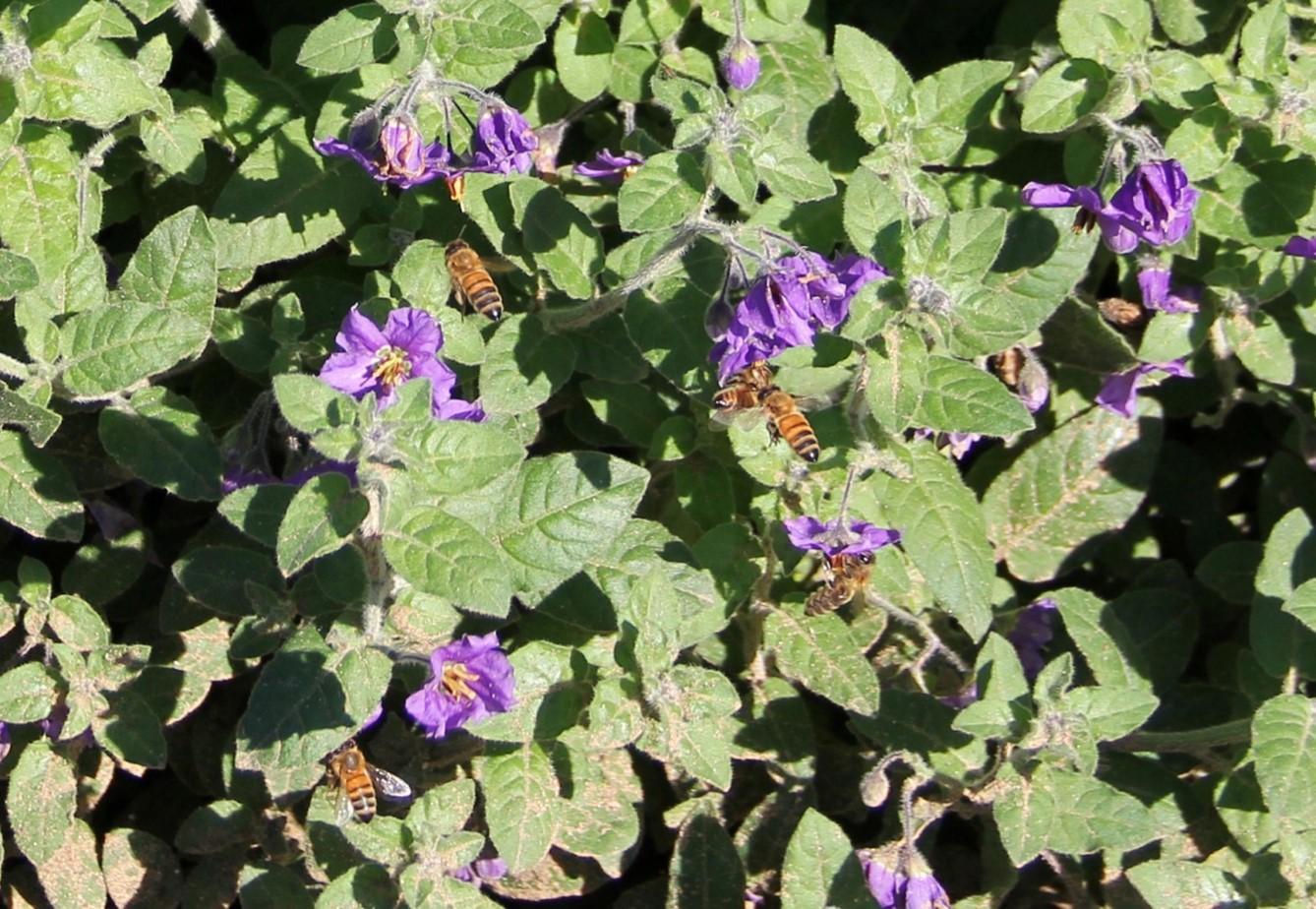 Cluster of bees on Solanum xanti ‘Mountain Pride’ in January. Photo: SK Reid.