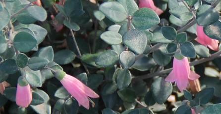 Correa pulchella ‘Pink ‘Eyre’ flowers close up. Photo: SK Reid.