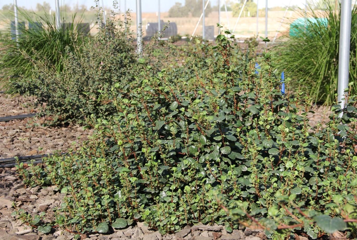 Ribes viburnifolium ‘Spooner’s Mesa in October 2015 on 60% of ET0. Photo: SK Reid.