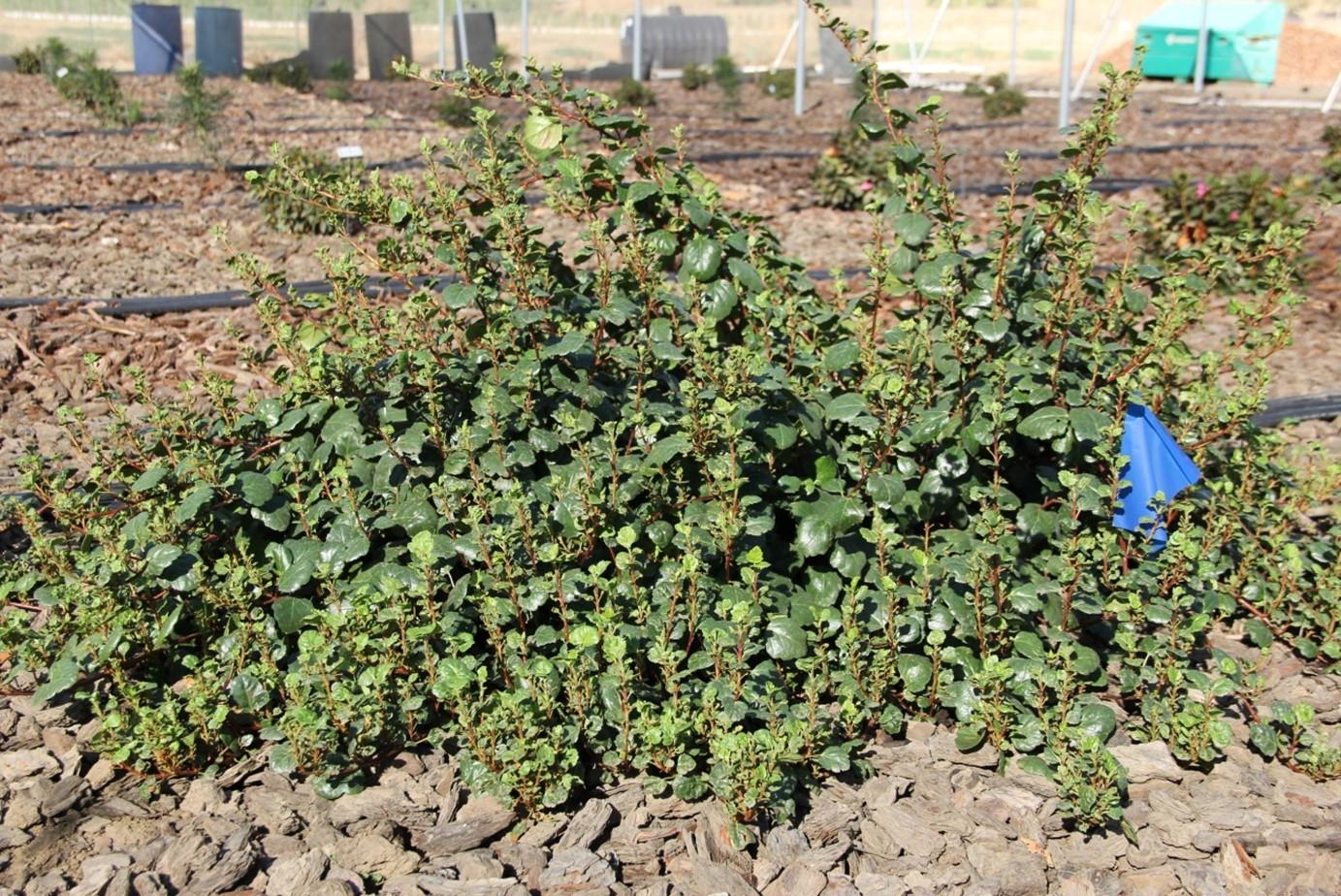 Ribes viburnifolium ‘Spooner’s Mesa’ in October 2015 on 20% of ET0. Photo: SK Reid.