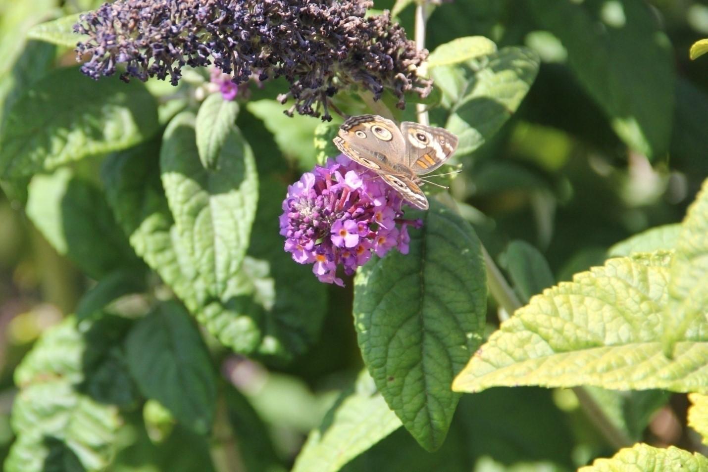 Buddleia ‘Purple Splendor’ close-up with Common Buckeye butterfly (Junonia coenia). Photo: SK Reid.