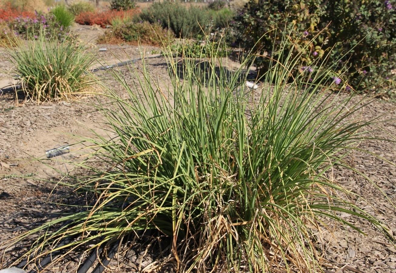 Kniphofia ‘Elvira’ in September 2014 on 60% of ET0 displaying the ragged foliage that was typical of all treatment levels. Photo: SK Reid.