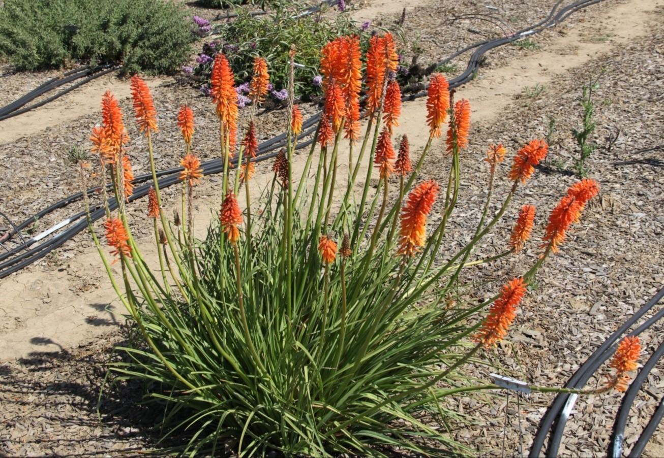 Kniphofia ‘Elvira’ in May 2014. Photo: SK Reid.