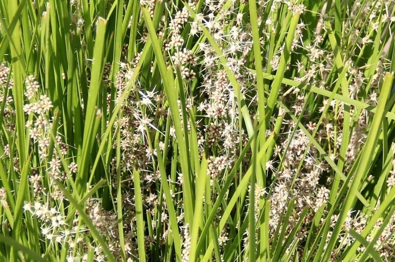 Close-up of Lomandra ‘Bushland Green’ foliage and flower spikes. Photo: SK Reid.