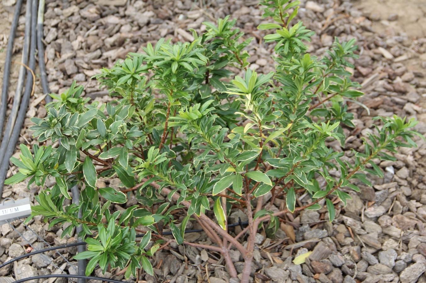 Daphne odora  ‘Aureomarginata’ in October on 40% ET0. Photo: SK Reid.