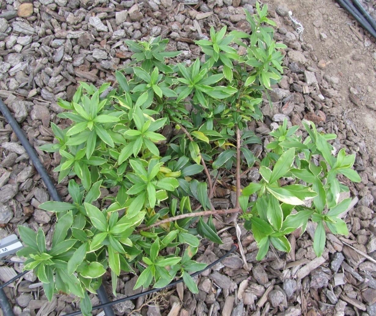 Daphne odora ’Aureomarginata’ on 40% ETo showing little variegation. Photo: SK Reid.