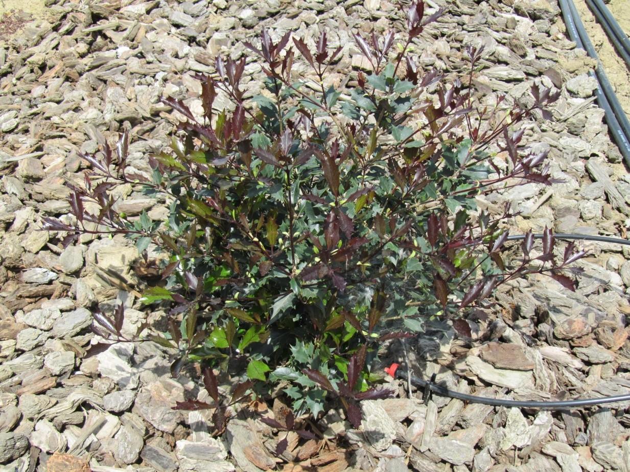 Osmanthus heterophyllus ‘Purpureus’ in April 2011 showing reddish new growth. Photo: SK Reid.