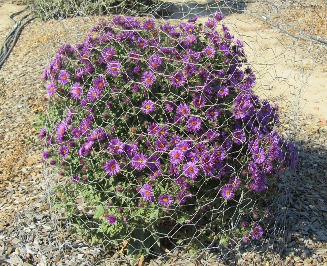Aster ‘Purple Dome’ in September 2011, caged for rabbit protection; 40% ETo. Photo SK Reid.