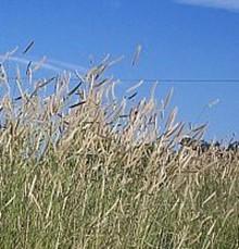 Blue gramma grass seed heads. Photo: SK Reid.