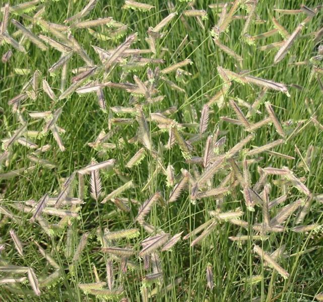 Blue gramma grass seed heads close-up. Photo: SK Reid.