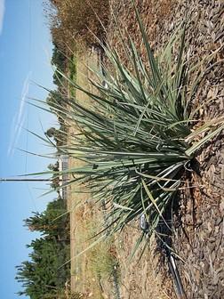 Carex spissa at 40% of ETo in midsummer. Photo: SK Reid.