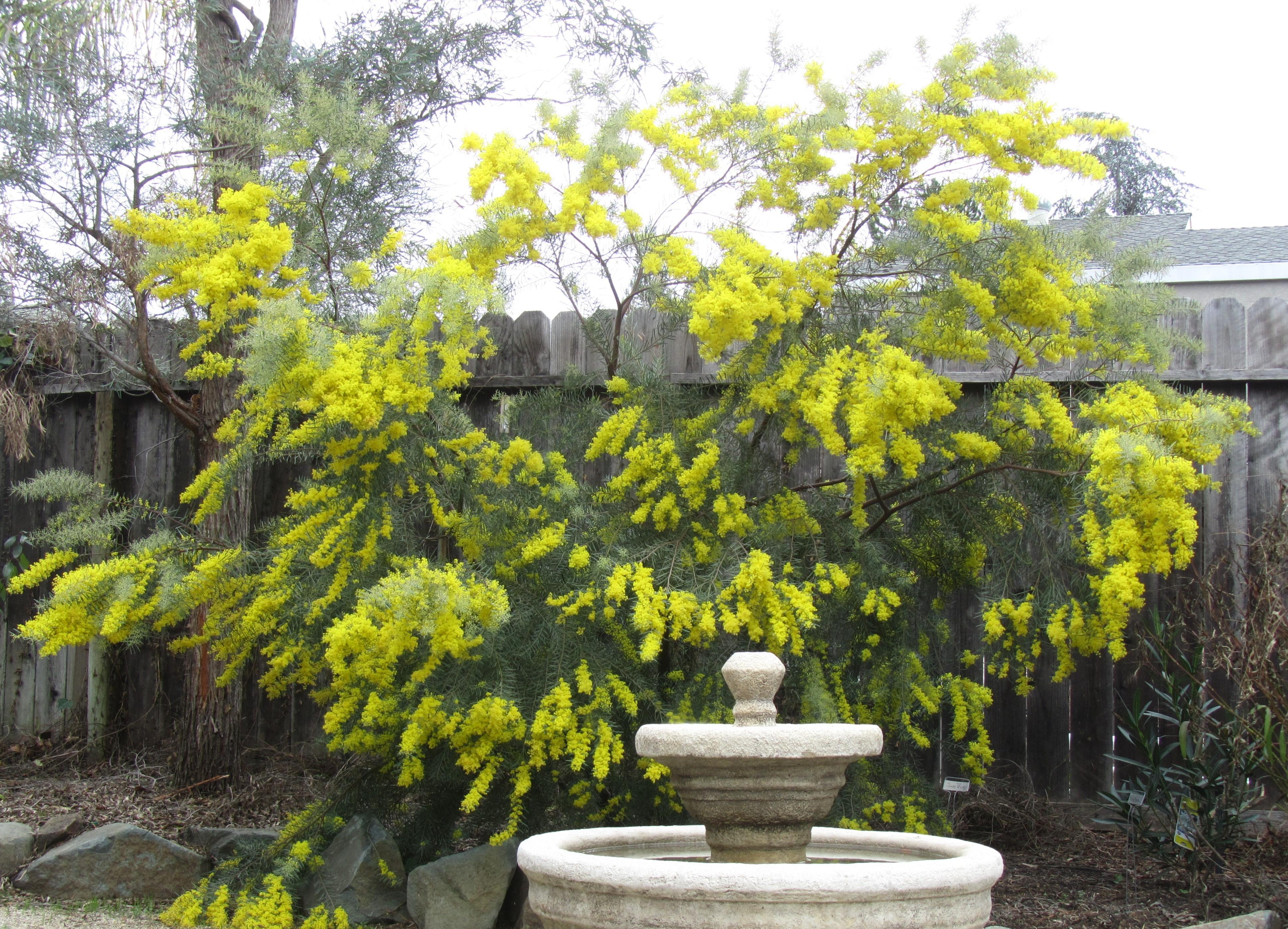 Acacia boormanii in Folsom garden. Photo: SK Reid.