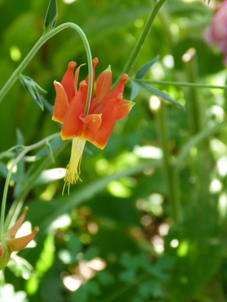 Serpentine columbine close up. Photo by SK Reid