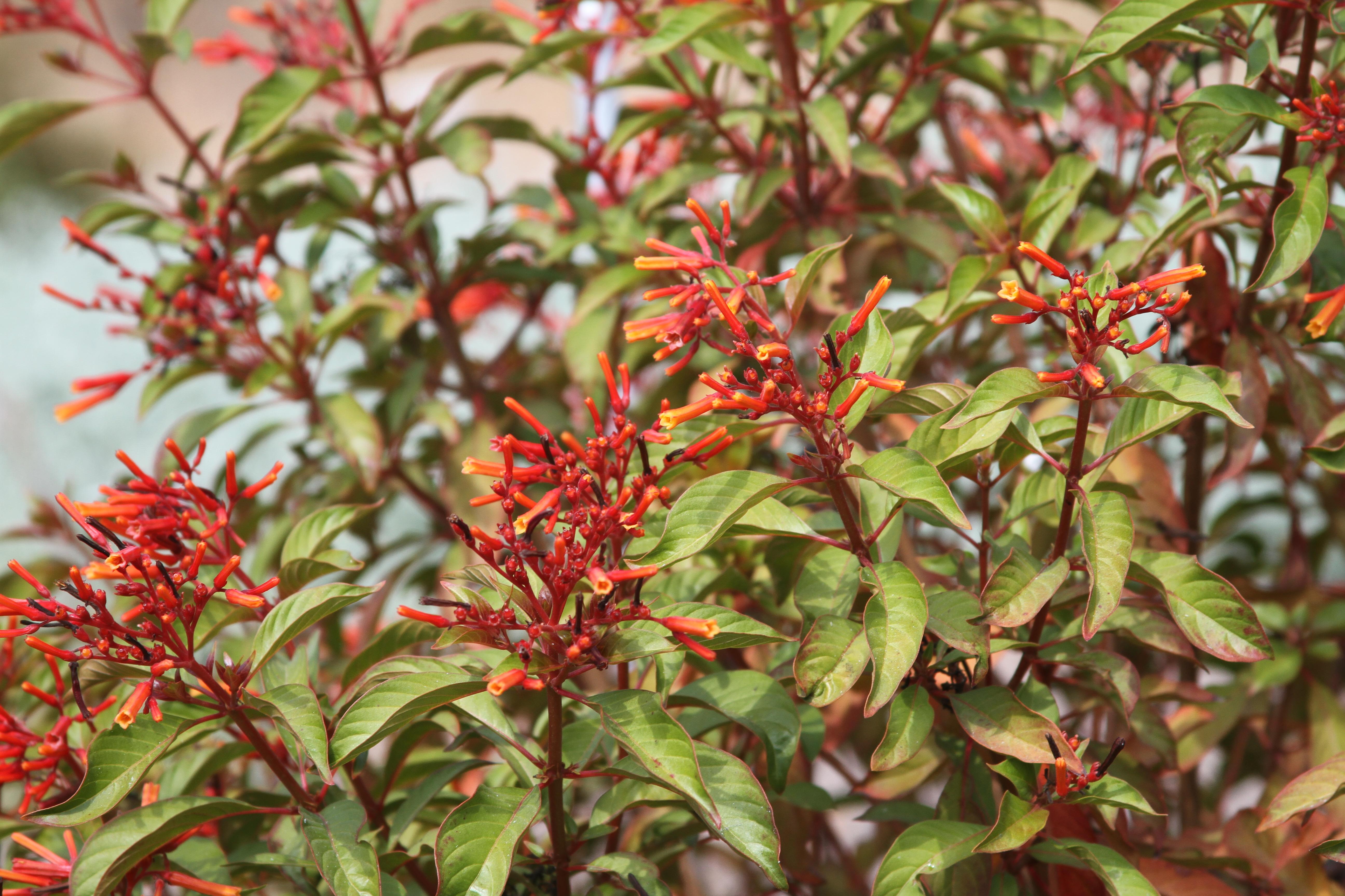 Hamelia patens Sierra Red close up Oct 2020 at SCREC. Photo: D Martinez