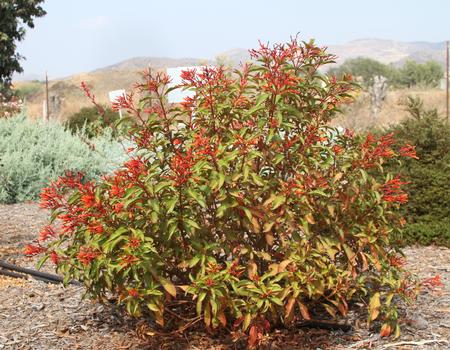 Hamelia Sierra Red at SCREC Oct 2020. Photo: D Martinez