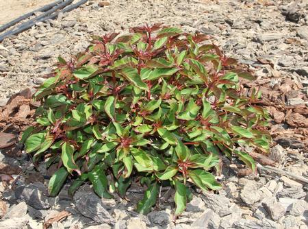 Hamelia 'Sierra Red' at the end of July 2020 in Davis. Photo: K Reid