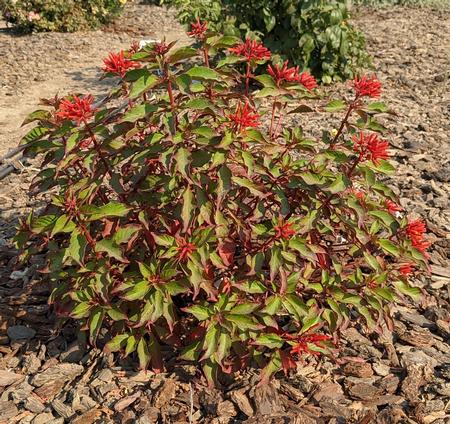 Hamelia patens Sierra Red at UC Davis on high water in September 2020.