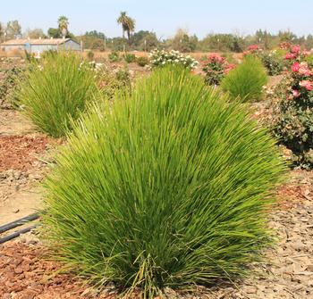 Lomandra Shorty