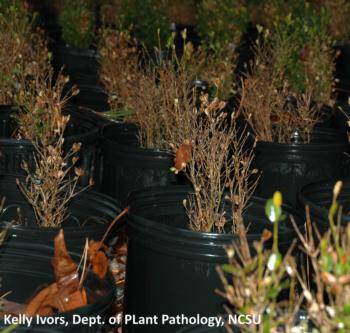 Fig2. BWB defoliated plants