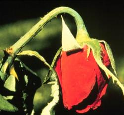 Problems with clogged and collapsing lignified cellulose pipes (xylem) shortens the vase life of cut roses. Photo courtesy of Michael Reid.