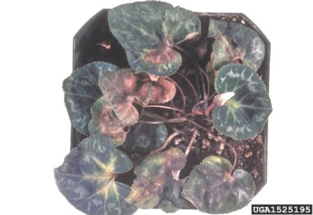 Fusarium on Cyclamen