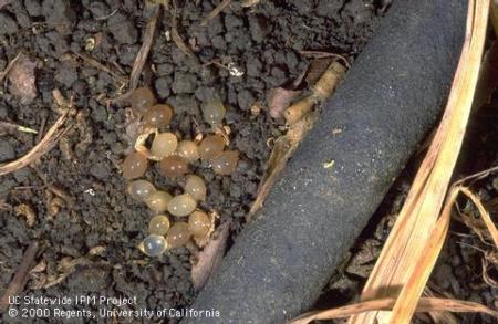 Snail eggs