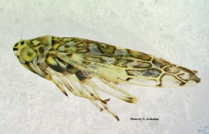 Ligurian_Leafhopper_Figure_1