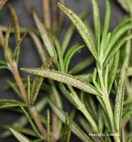 Ligurian_Leafhopper_damage_on_rosemary