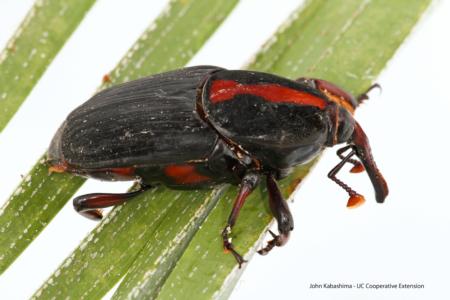 Red palm Weevil