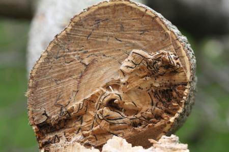 Fig. 3. Cross section showing fungus-infested PSHB beetle galleries in a heavily infested box elder limb. Photo by J. Kabashima.