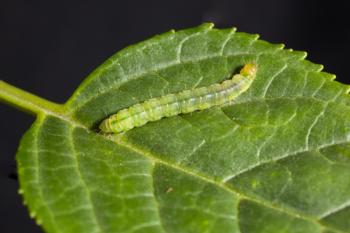 LBAM larva