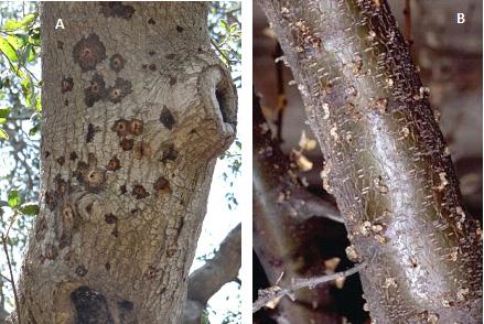 fig2 tree damage