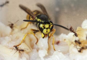 Fig. 1. The western yellowjacket, Vespula pensylvanica. Photo by J. Kabashima.