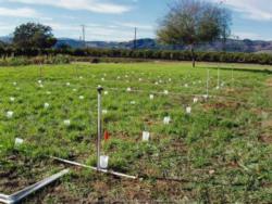 Fig. 4. Distribution uniformity of sprinklers can be measured with catch cans. Photo: A. Storm and J.P. Newman.