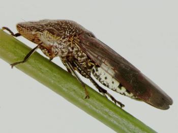 Fig. 2. Adult glassy-winged sharpshooter, Homalodisca vitripennis. Photo: Rodrigo Krugner.